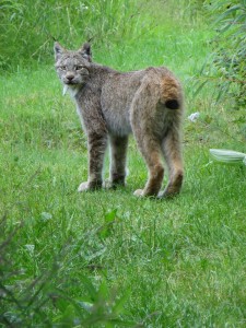 IMG_0592lynx