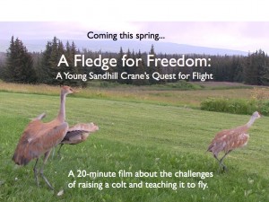 Fledge for Freedom film